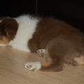 honden foto 1e dag thuis