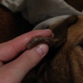 honden foto Laska's rechter oor 28-04-11