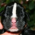 honden foto gestroomd reutje