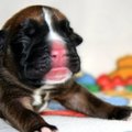 honden foto geel reutje