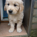 honden foto Bowie 6 weken oud