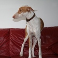 honden foto 