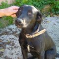 honden foto 