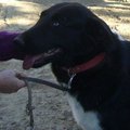 honden foto 
