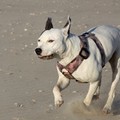 honden foto Stoere knappe meid!