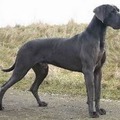 honden foto deze honden vind ik ook erg mooi 
maar dobermannen zijn mooier (vind ik)
ieder zn eigen smaak ;)