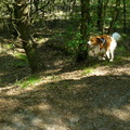 honden foto kooikerwandeling lommelse sahara