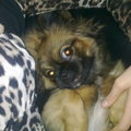 honden foto mijn lieverdje :D:D:D