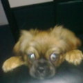 honden foto lief he