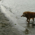 honden foto Nog een foto voor een topic, hij haalde graag flesjes met wat zand er in(anders verdwijnd het naar de bodem)uit de zee. 