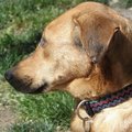 honden foto 