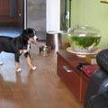 honden foto Dit is een foto van Laika 10 weken oud. Ze was bang voor de vissen in de kom. Daar heeft ze nu, 3 jaar oud, geen last meer van.
