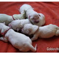 honden foto Hierbij onze mooie pups, geboren 09.05.2011