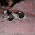 honden foto pups salsa