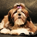 honden foto fentasy