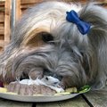 honden foto Kai lekker smullend van zijn taartje.
