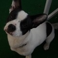 honden foto 