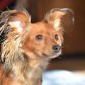 honden foto Zharinka