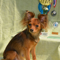 honden foto Zharinka