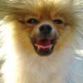 honden foto 