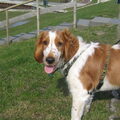 honden foto 