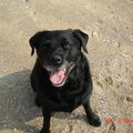 honden foto 