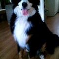 honden foto max nu 9 maand