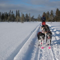 honden foto in Zweden