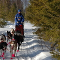 honden foto trainen