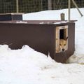 honden foto 
