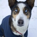 honden foto Fine