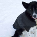 honden foto Ella