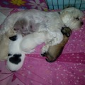 honden foto 