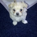 honden foto Rosie nummer vier