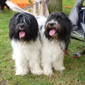 honden foto Mama Femke met dochter Meike