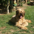 honden foto Dit  is Freya Amarilla de l'Amitié Fidèle.
Ze is onze laatste aanwinst. Freya is geboren in Meerbusch (Duitsland) op 15 july 2010. Freya is een heel sociale, vriendelijke Briard, die alle mensen en dieren leuk vindt.