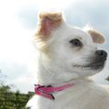 honden foto 
