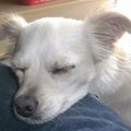 honden foto 