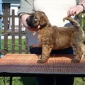 honden foto Gaston
