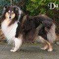 honden foto Dit is Daisy,zij word 10 jaar en werd 1ste in de veteranenklasse
