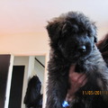 honden foto een fotootje van een bouvier pup uit het nestje 