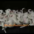 honden foto B_nestje Ravenheights