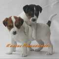 honden foto C-Nestje Ravenheights Chakyra en Carina Daisy