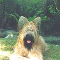 honden foto 