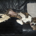honden foto  
