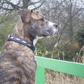 honden foto 