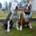 honden foto moi ja hond wil koop ? euro geld?  wil hond jongeren ja 