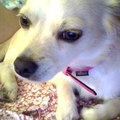 honden foto Meevolgend op het computerscherm XD