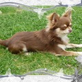 honden foto 