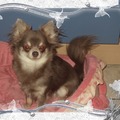 honden foto 